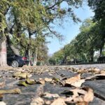 A view of drops from tree during Autumn season in Federal Capital