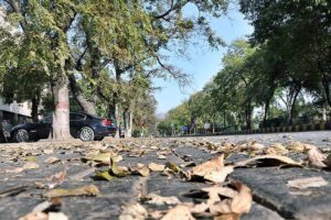 A view of dry leaves drops from tree during Autumn season in Federal Capital