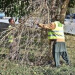 CDA workers busy in removing dry branches of tree at greenbelt in G-7, Federal Capital
