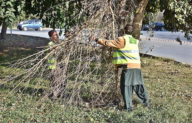 CDA workers busy in removing dry branches of tree at greenbelt in G-7, Federal Capital