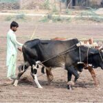 A farmer busy in leveling his field with the help of bulls for next crop.