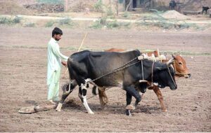 A farmer busy in leveling his field with the help of bulls for next crop. 
