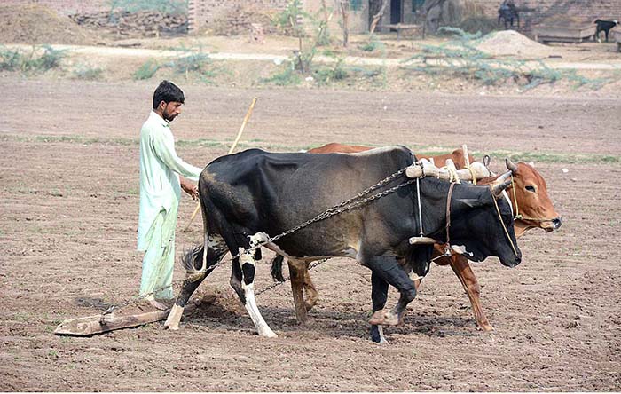 A farmer busy in leveling his field with the help of bulls for next crop.