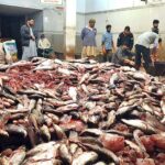 Customers busy in selecting and purchasing fish at fish market near Ganj Mandi