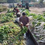 Farmers washing radish before transporting to vegetable market