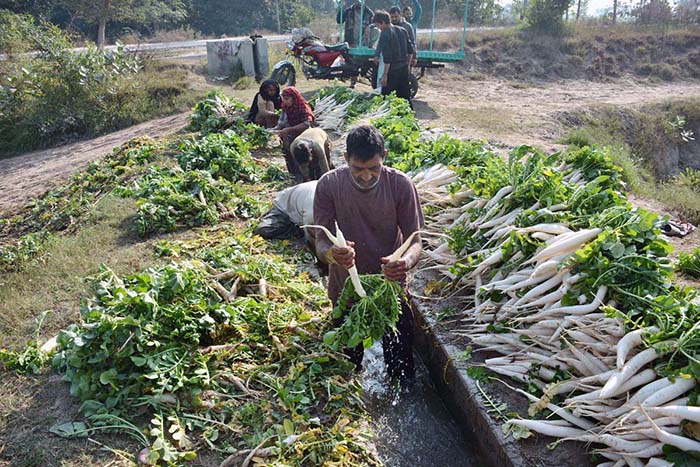 Farmers washing radish before transporting to vegetable market