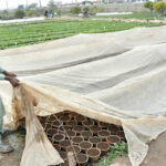A nursery worker covers baby plants with plastic sheet to protecting from frost and cold weather.
