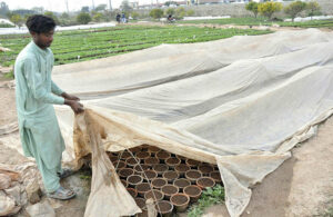 A nursery worker covers baby plants with plastic sheet to protecting from frost and cold weather.