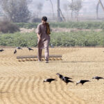Labourer spreading rice for drying purposes in the field.