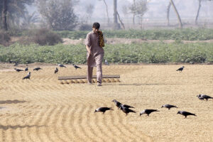 Labourer spreading rice for drying purposes in the field.