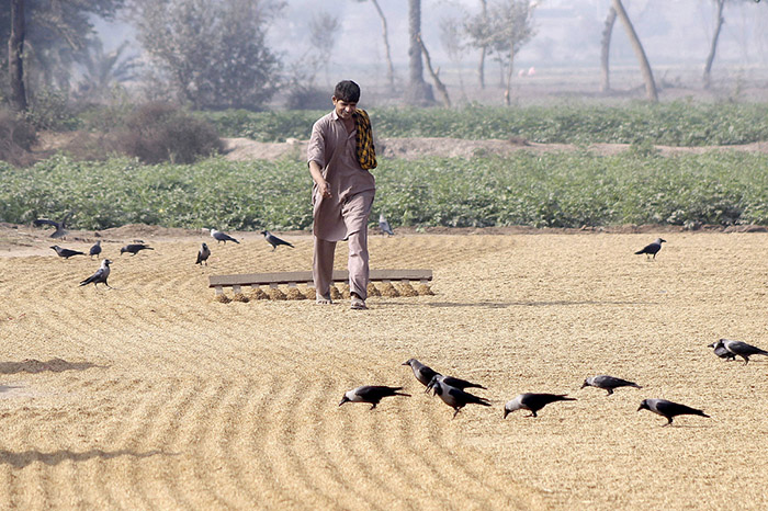 Labourer spreading rice for drying purposes in the field.