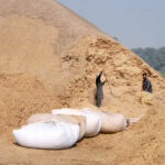 Labourers packing wheat husk supply to the market.