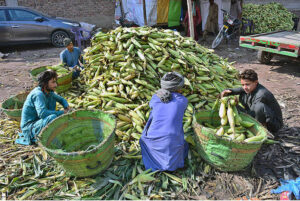 Labourers busy in sorting good quality corns at Vegetable Market