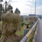 Plants wrapped by dry grasses to protect them from frosting in winter season at Khanna Pul area