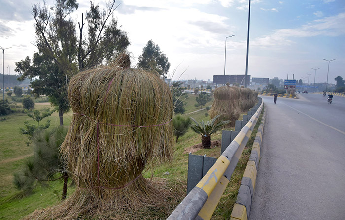 Plants wrapped by dry grasses to protect them from frosting in winter season at Khanna Pul area
