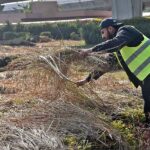 CDA worker covering plants with dry grass to protect from cold weather at Peshawar Mor in Federal Capital