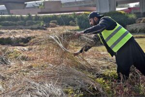 CDA worker covering plants with dry grass to protect from cold weather at Peshawar Mor in Federal Capital