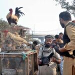 Vendors displaying country hens to attract the customers near Dolat Gate Chowk