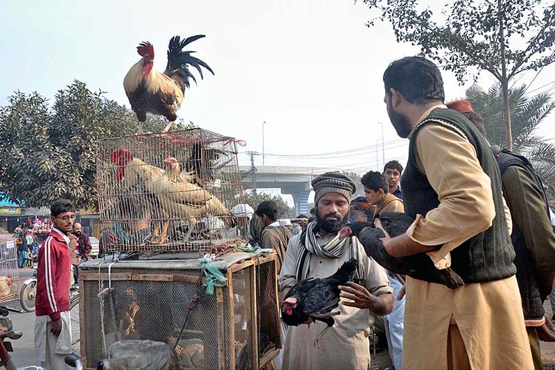 Vendors displaying country hens to attract the customers near Dolat Gate Chowk