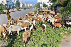 Shephards guarding herd of goats grazing at roadside