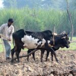A farmer busy in ploughing his field with the help of bulls for next crop.