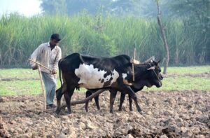 A farmer busy in ploughing his field with the help of bulls for next crop. 