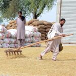 A farmer spreading rice crop on the ground for drying purpose.