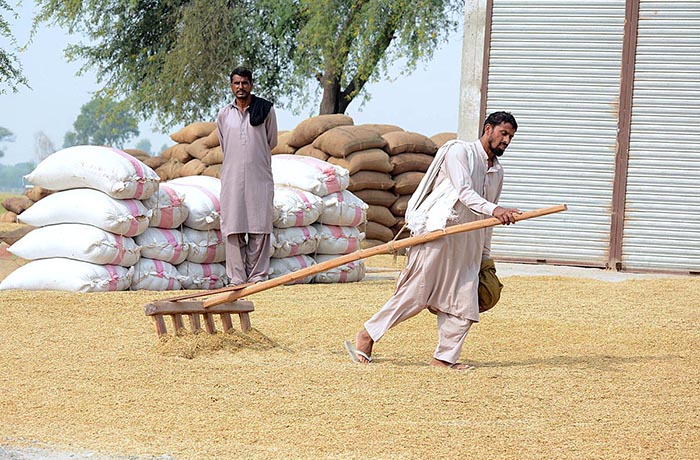 A farmer spreading rice crop on the ground for drying purpose.