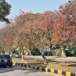 An attractive view of leaves of trees change colour at G-7 as the Autumn season starts in Federal Capital