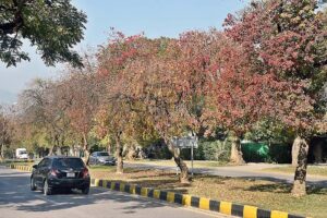 An attractive view of leaves of trees change colour at G-7 as the Autumn season starts in Federal Capital