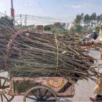 An aged man on his way with a handbarrow loaded with dry woods, collected for domestic use in the Federal Capital