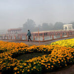 A beautiful view of flowers that can be seen in the historical Shalimar Garden