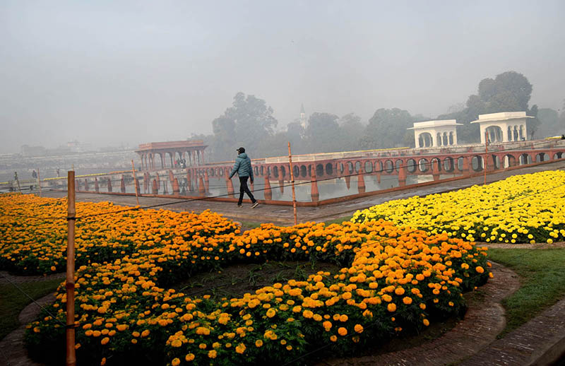 A beautiful view of flowers that can be seen in the historical Shalimar Garden