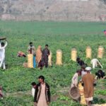 Labourers busy packing potato in bags at their feailds near Jhang road