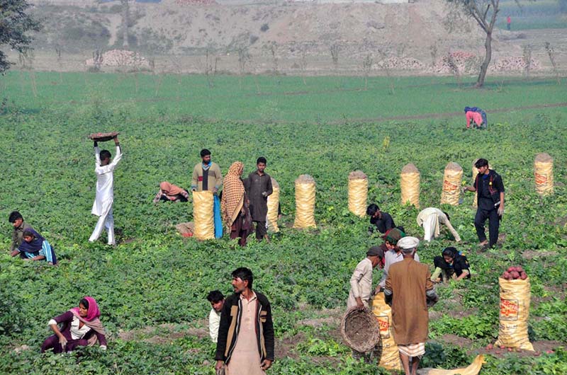Labourers busy packing potato in bags at their feailds near Jhang road