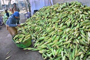 A labourer busy in filling their corns in the basket at vegetables market