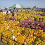 A vendor displaying seasonal fruit oranges for bidding to attract customers at Islamabad Fruit and vegetable market
