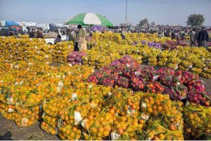 A vendor displaying seasonal fruit oranges for bidding to attract customers at Islamabad Fruit and vegetable market