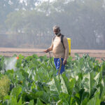 A farmer spraying pesticides on the crop to protect them from insects at his field.
