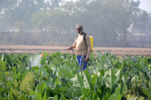 A farmer spraying pesticides on the crop to protect them from insects at his field.