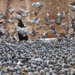 A large number of pigeons picking food that People throwing as mercy