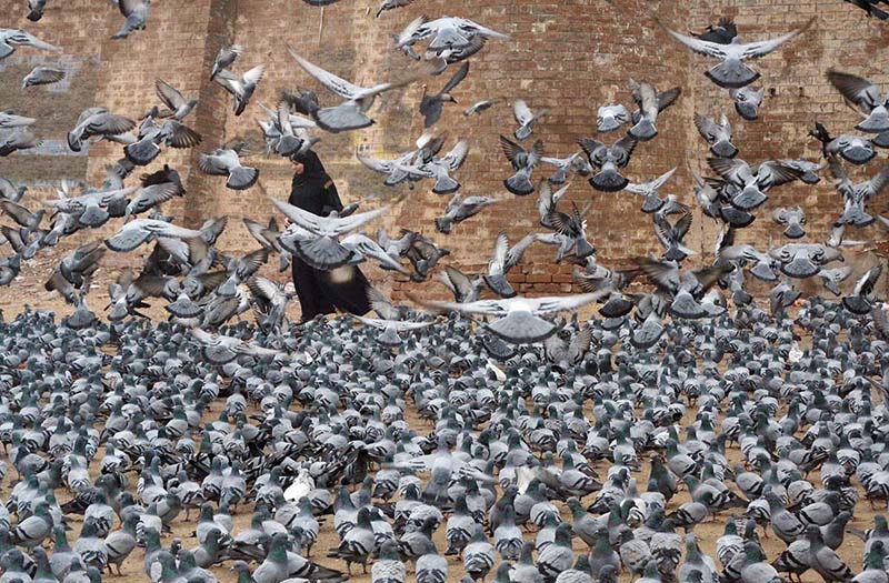 A large number of pigeons picking food that People throwing as mercy
