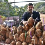 A vendor displaying coconut to attract the customers at his roadside setup