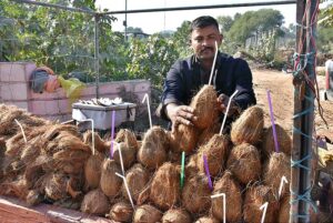 A vendor displaying coconut to attract the customers at his roadside setup