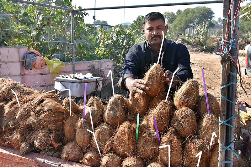 A vendor displaying coconut to attract the customers at his roadside setup