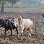 A farmer busy in ploughing his field with the help of bulls for next crop.
