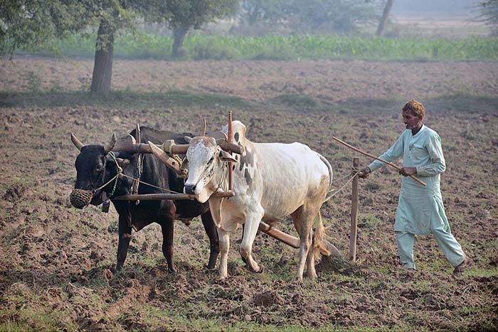 A farmer busy in ploughing his field with the help of bulls for next crop.