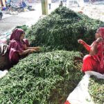 A labourer busy in filling their corns in the basket at vegetables market
