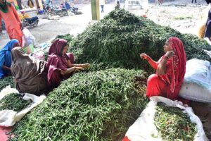 A labourer busy in filling their corns in the basket at vegetables market