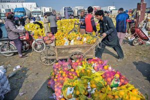 A vendor displaying seasonal fruit oranges for bidding to attract customers at Islamabad Fruit and vegetable market